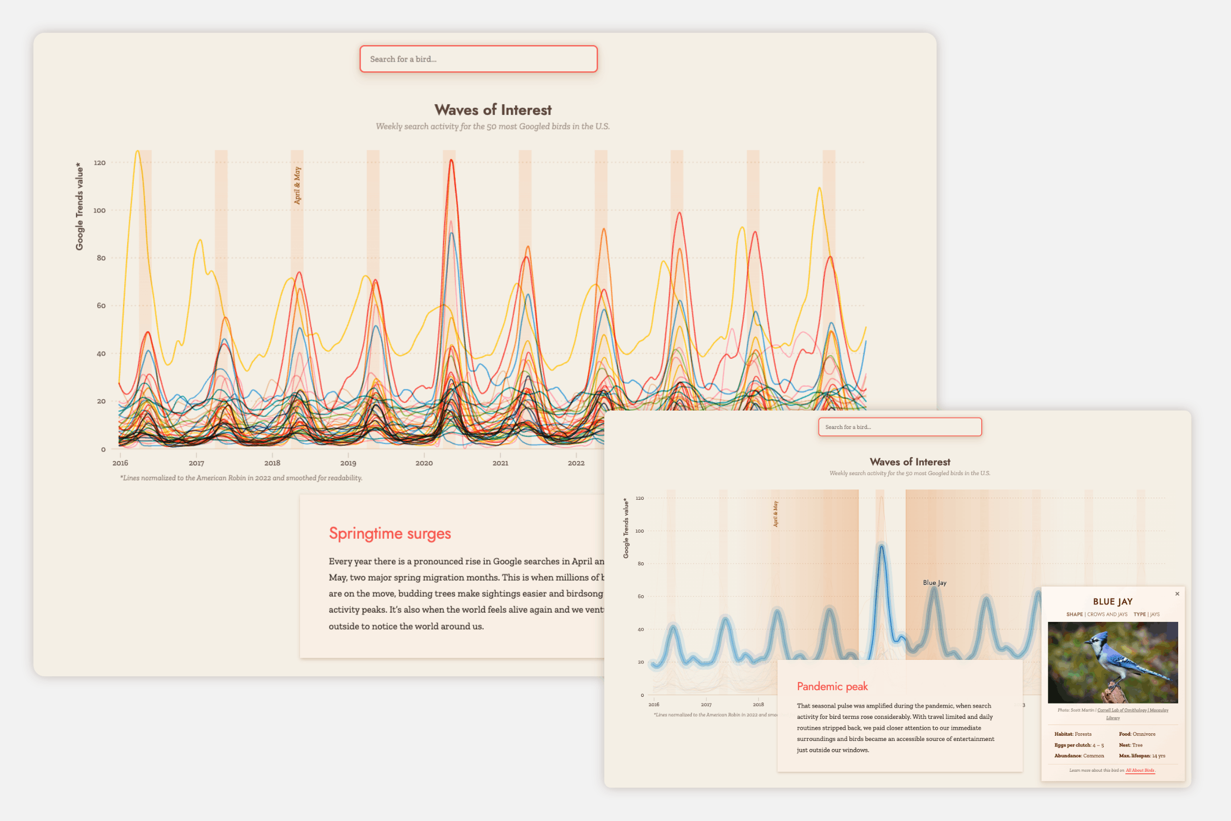 A line chart of the search interest of the top 50 birds over the past 10 years with their yearly peaks in April and May