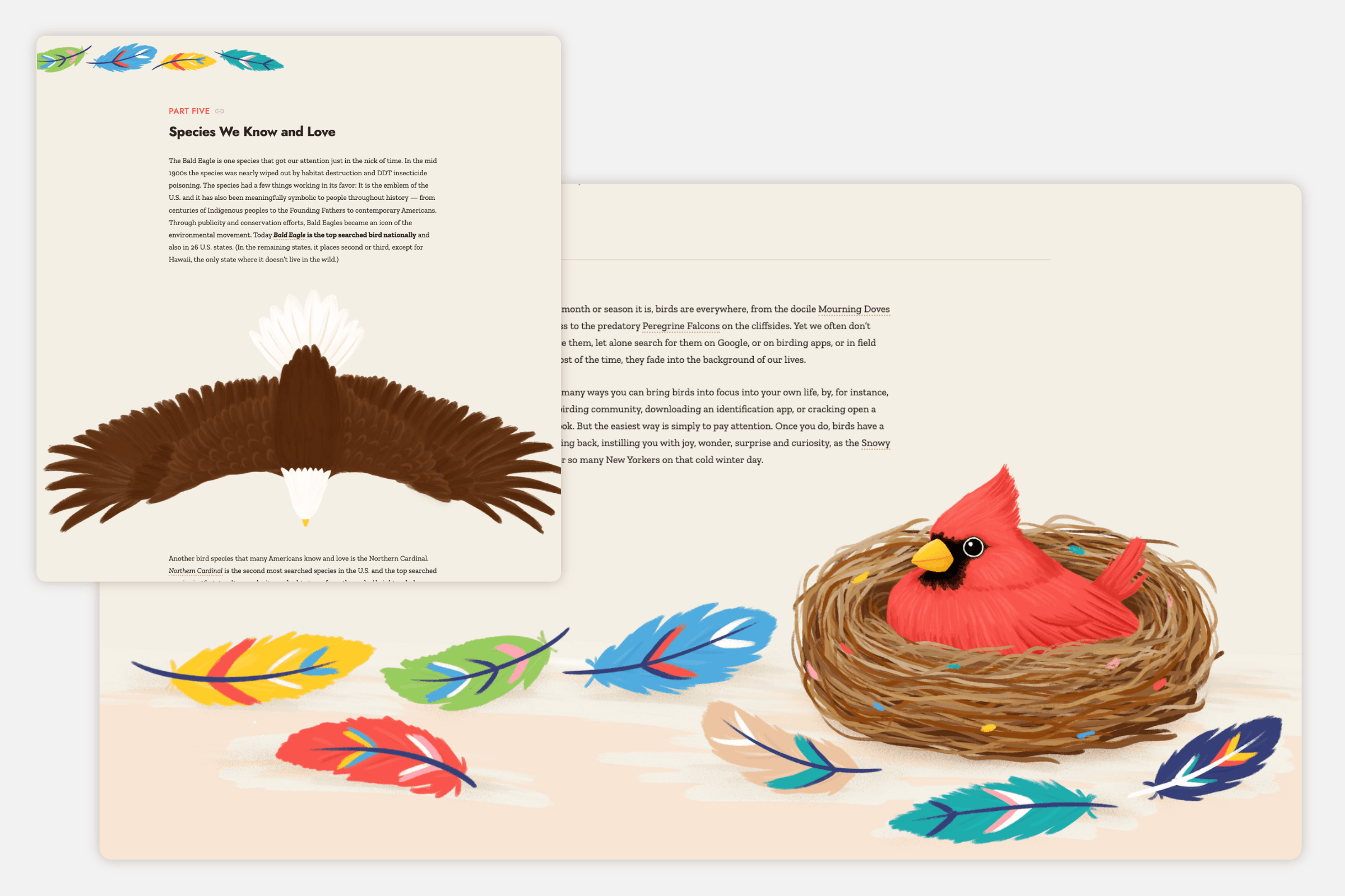 Several illustrations, such as a flying Bald Eagle from above and a Northern Cardinal sitting in a nest